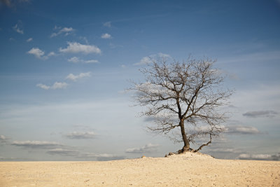 Loonse en Drunense Duinen