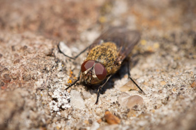 Horse fly