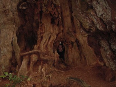 Big Cedar Tree