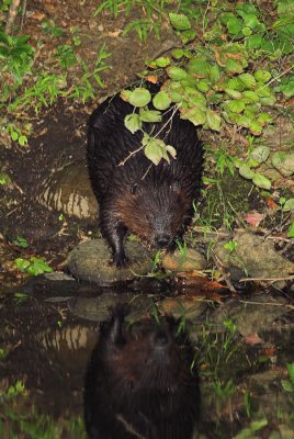 Beaver 5s.jpg