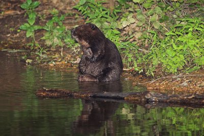 Beaver 6s.jpg