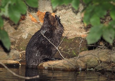 Beaver 7s.jpg