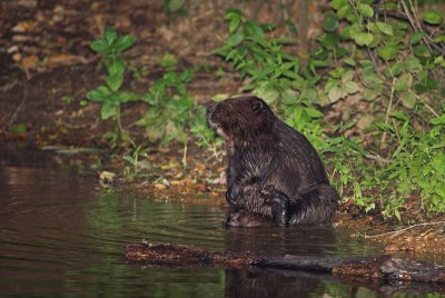 Beaver 8s.jpg