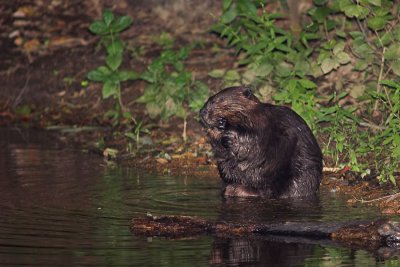 Beaver 9s.jpg