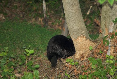 Beaver Butt.jpg