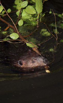 Beaver 10s.jpg