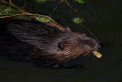 Beaver 11s.jpg