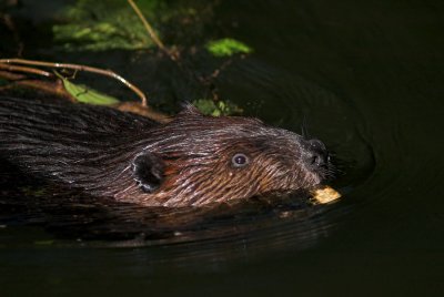 Beaver 12s.jpg