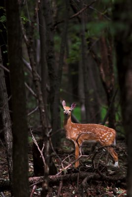 06 fawn 2s.jpg