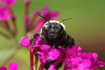 Bumble Bee 1s.jpg