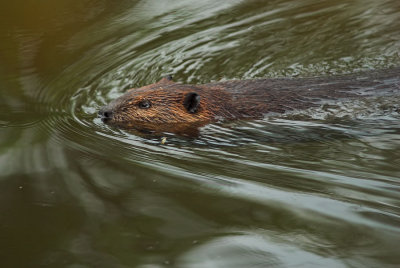 Beaver 13s.jpg
