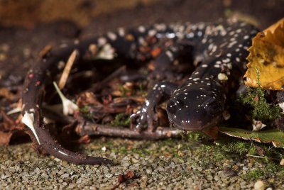 Spotted salamander 2s.jpg