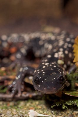 Spotted salamander 3s.jpg