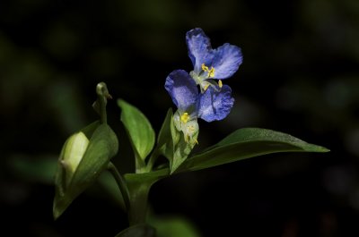 Day Flower 1s.jpg