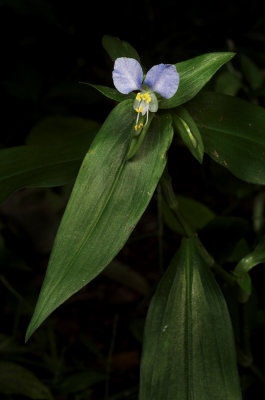 Day Flower 2s.jpg