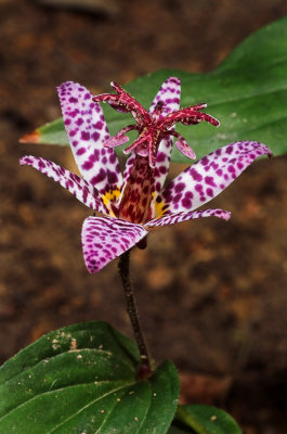 Toad Lilly 3s.jpg
