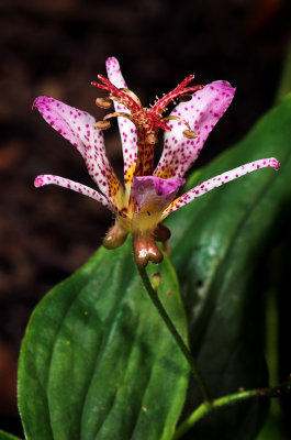Toad Lilly 4s.jpg
