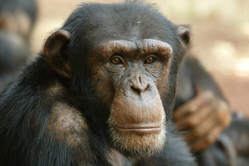Chimpanzee