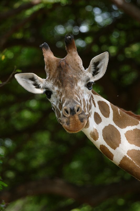 Giraffe
