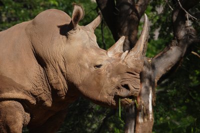 Kruger