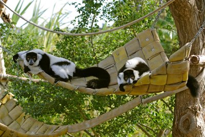 Black And White Ruffed Lemurs