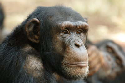 Chimpanzee