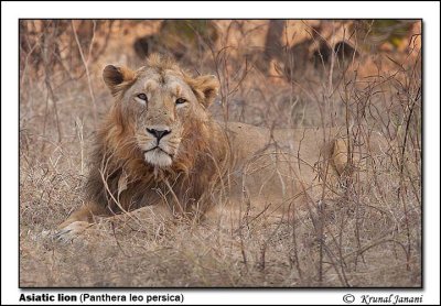 Asiatic lion Panthera leo persica 11744.jpg