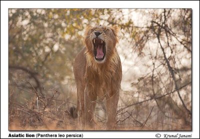 Asiatic lion Panthera leo persica 11855.jpg
