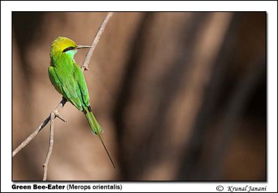 Green Bee-Eater Merops orientalis 12042.jpg