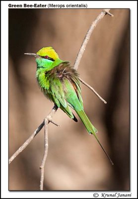 Green Bee-Eater Merops orientalis 12044.jpg