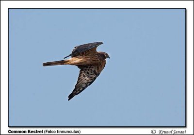 Common Kestrel Falco tinnunculus 11481.jpg