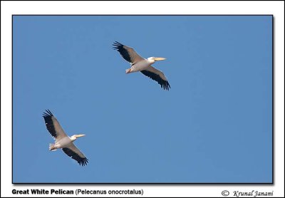 Great White Pelican Pelecanus onocrotalus 11453.jpg