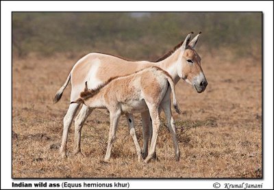 Indian wild ass Equus hemionus khur 12274.jpg