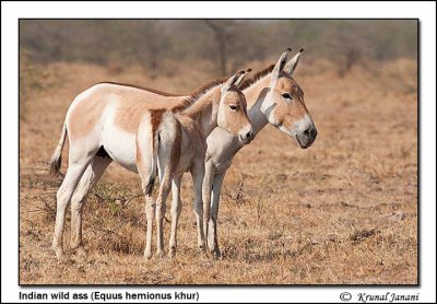 Indian wild ass Equus hemionus khur 12283.jpg