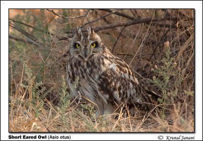 Short Eared Owl Asio otus 12388.jpg