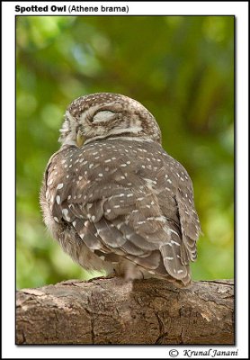 Spotted Owl Athene brama 12368.jpg