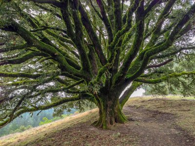 Oak Tree