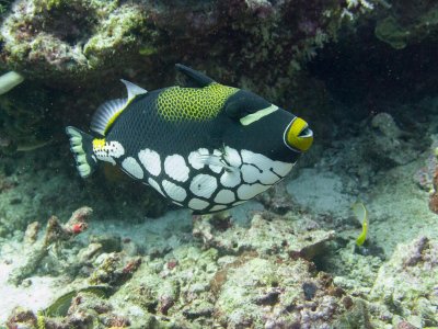 Thailand Underwater