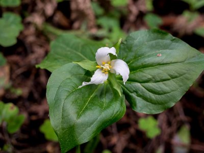 Western Trillium