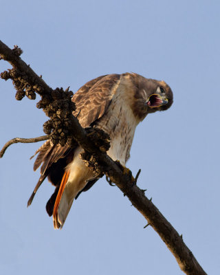 IMG_6935pcw.jpg