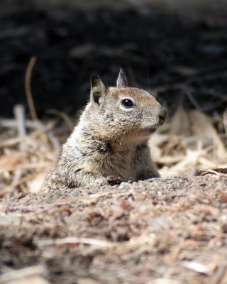 Ground Squirrel
