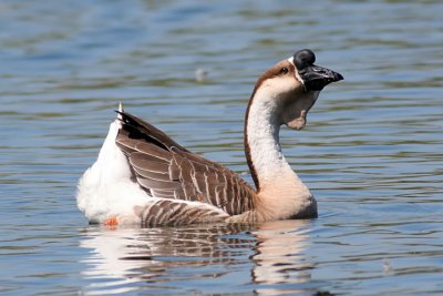 geese