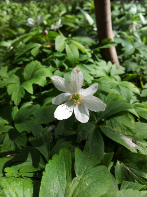 Wood Anemone