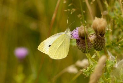 Small White