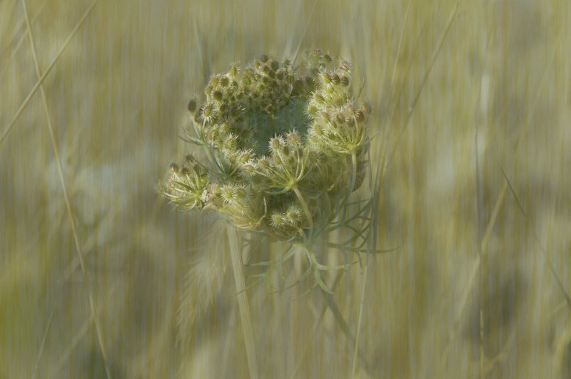 QUEEN ANN'S LACE