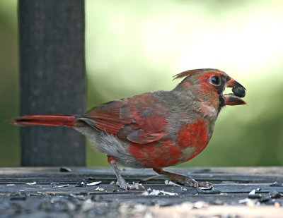 Cardinal