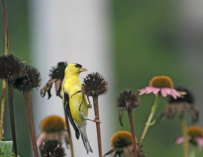 Goldfinch