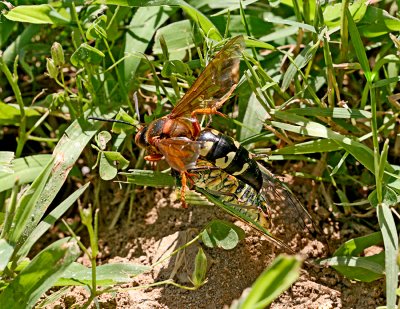 Cicada Killer Wasp with prey