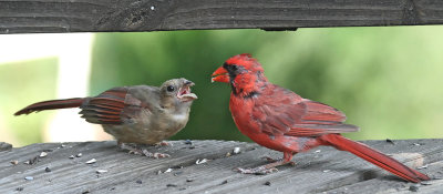 Cardinal