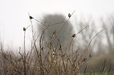 VINKEN  -  FINCHES